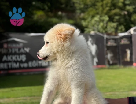 Samoyed 3 Aylık Dişi Yavrumuz - 9791
