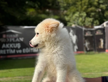 Samoyed 3 Aylık Dişi Yavrumuz - 9791
