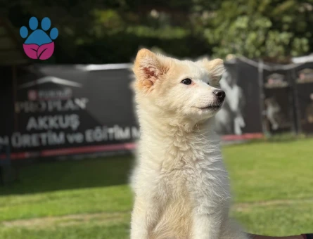 Samoyed Yavrularımız 3 Aylık Yuva Arıyor - 9792 - Görsel 3
