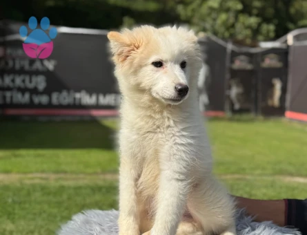 Samoyed Yavrularımız 3 Aylık Yuva Arıyor - 9792