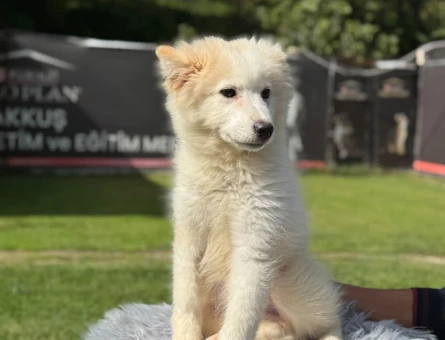 Samoyed Yavrularımız 3 Aylık Yuva Arıyor - 9792