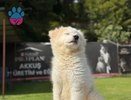 Samoyed Yavrularımız 3 Aylık Yuva Arıyor - 9792 - Görsel 4