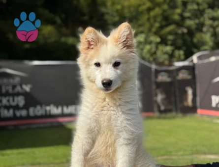 3 Aylık Samoyed Erkek Bebeğimiz - 9793