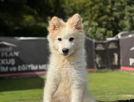 3 Aylık Samoyed Erkek Bebeğimiz - 9793