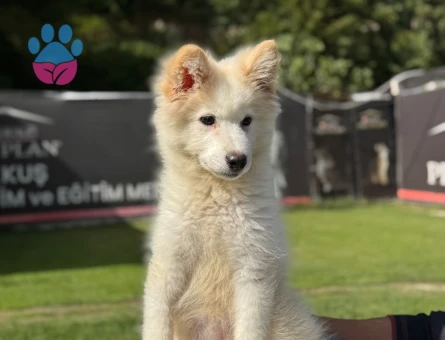3 Aylık Samoyed Erkek Bebeğimiz - 9793 - Görsel 3