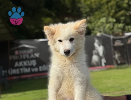 Samoyed 3 Aylık Yavrularımız Hazır Bekliyor - 9794 - Görsel 3