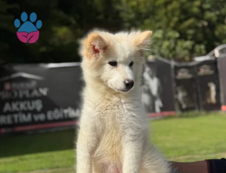 Samoyed 3 Aylık Yavrularımız Hazır Bekliyor - 9794