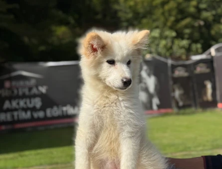 Samoyed 3 Aylık Yavrularımız Hazır Bekliyor - 9794