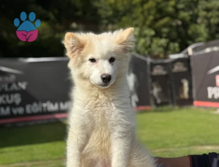 Samoyed 3 Aylık Yavrularımız Hazır Bekliyor - 9794 - Görsel 4