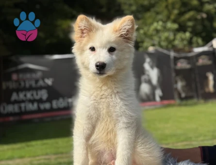 Samoyed Yavrularımız 3 Aylık - 9795 - Görsel 3