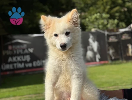Samoyed Yavrularımız 3 Aylık - 9795