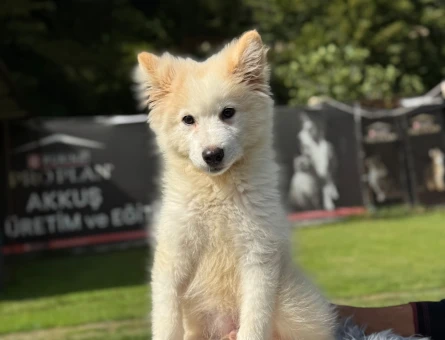 Samoyed Yavrularımız 3 Aylık - 9795