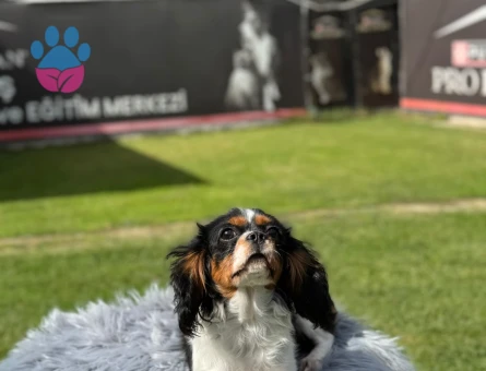 Cavalier King Charles Spaniel - 9796 - Görsel 2