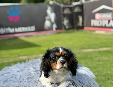 Cavalier King Charles Spaniel - 9796 - Görsel 3