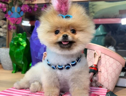 POMERANIAN ÜRETİM ÇİFTLİĞİNDEN - 9797 - Görsel 4