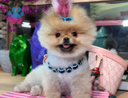 POMERANIAN ÜRETİM ÇİFTLİĞİNDEN - 9797