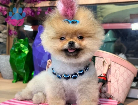 POMERANIAN ÜRETİM ÇİFTLİĞİNDEN - 9797 - Görsel 3