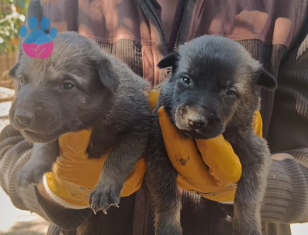 SAFKAN BELÇİKA KURDU MALINOIS YAVRULARI 5 ERKEK5 DİŞİ - 9798 - Görsel 2