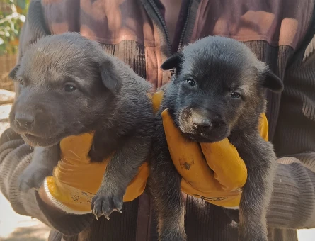 SAFKAN BELÇİKA KURDU MALINOIS YAVRULARI 5 ERKEK-5 DİŞİ - 9798