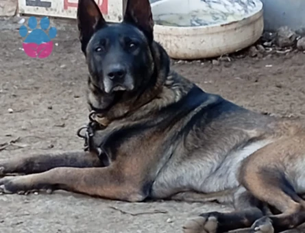 SAFKAN BELÇİKA KURDU MALINOIS YAVRULARI 5 ERKEK5 DİŞİ - 9798 - Görsel 3