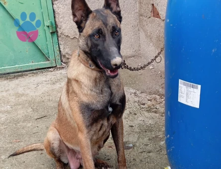 SAFKAN BELÇİKA KURDU MALINOIS YAVRULARI 5 ERKEK5 DİŞİ - 9798 - Görsel 4
