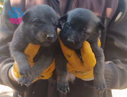 SAFKAN BELÇİKA KURDU MALINOIS YAVRULARI 5 ERKEK5 DİŞİ - 9798 - Görsel 5