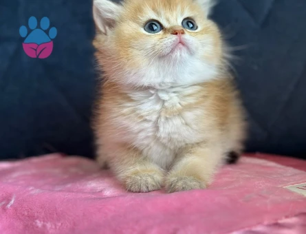 British Shorthair Ny11 - 9801 - Görsel 2