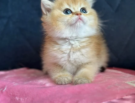 British Shorthair Ny11 - 9801