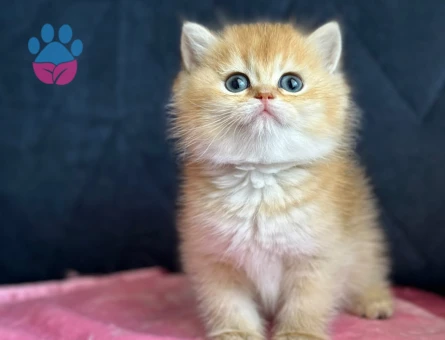 British Shorthair Ny11 - 9801 - Görsel 3