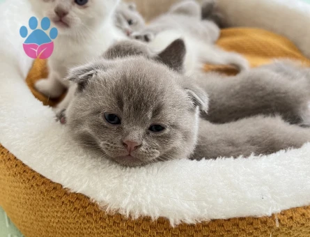 Scottish fold kedi yavrusu - 9802 - Görsel 2