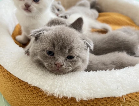 Scottish fold kedi yavrusu - 9802