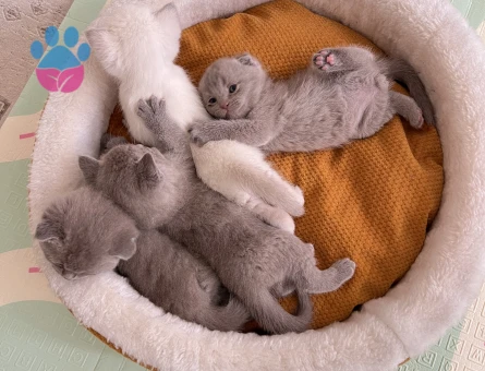 Scottish fold kedi yavrusu - 9802 - Görsel 3