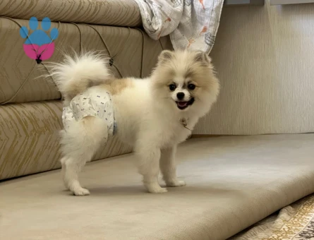 Pomerainan Boo - 9804 - Görsel 3