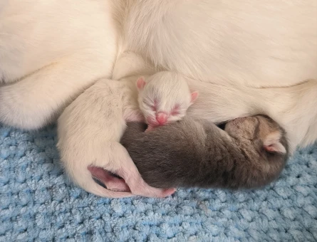 British Shorthair Yavru - 9805