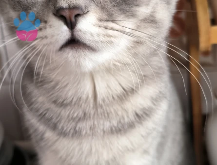 British Shorthair Yavru - 9805 - Görsel 3