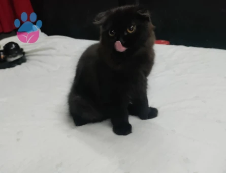 Scottish Fold 45 aylık Dişi - 9806 - Görsel 2
