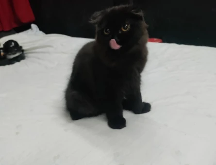Scottish Fold 4.5 aylık Dişi - 9806