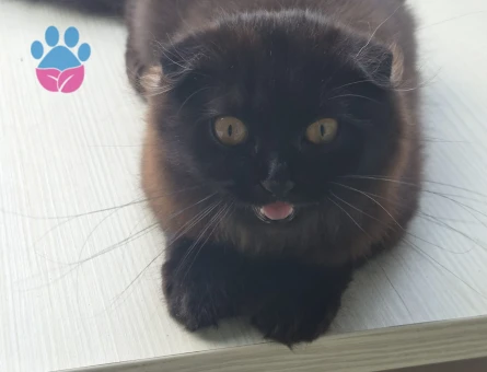 Scottish Fold 45 aylık Dişi - 9806 - Görsel 3