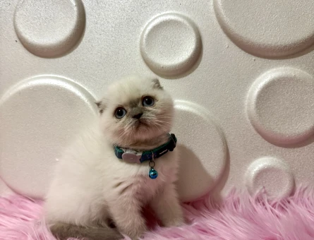 Scottish Fold 2 Aylık Erkek Yavrumuz - 9809