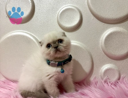 Scottish Fold 2 Aylık Erkek Yavrumuz - 9809 - Görsel 3