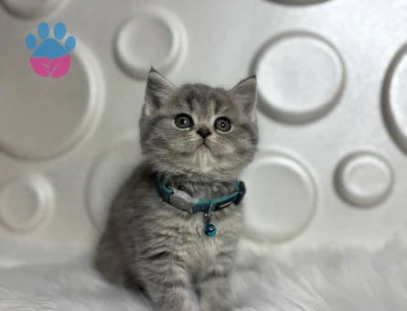 Şahane Güzellik British Shorthair Erkek Yavrumuz - 9810 - Görsel 3