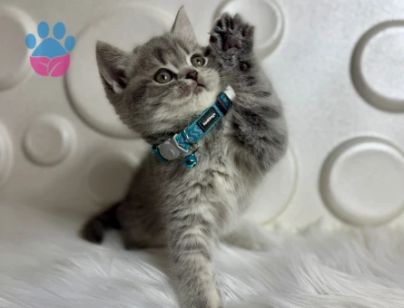 Şahane Güzellik British Shorthair Erkek Yavrumuz - 9810 - Görsel 2