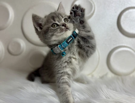 Şahane Güzellik British Shorthair Erkek Yavrumuz - 9810