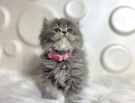 British Longhair Şahane Dişi Yavrumuz - 9811