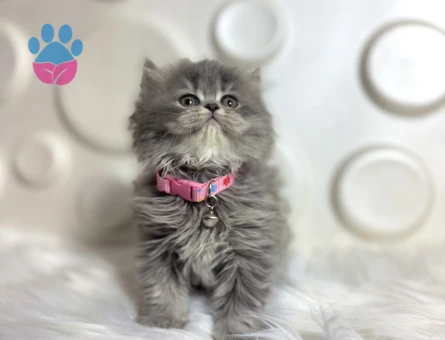 British Longhair Şahane Dişi Yavrumuz - 9811 - Görsel 2
