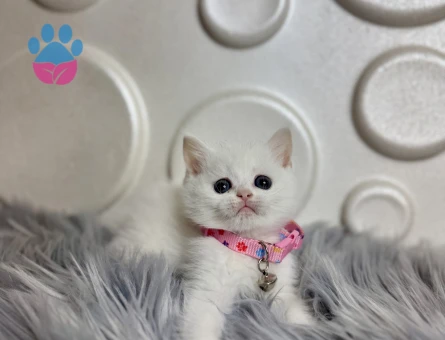 Güzel Kızımız British Shorthair Beyaz 2 Aylık - 9812 - Görsel 3