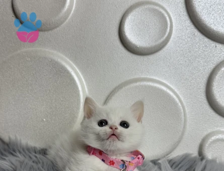 Güzel Kızımız British Shorthair Beyaz 2 Aylık - 9812 - Görsel 2