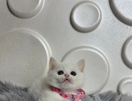 Güzel Kızımız British Shorthair Beyaz 2 Aylık - 9812