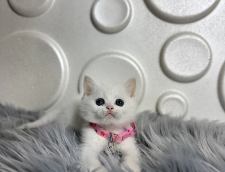 Kar Beyazı British Shorthair Bebeğimiz - 9813