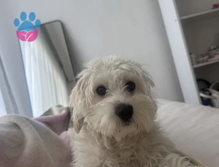Maltese terrier sahiplendirme - 9816